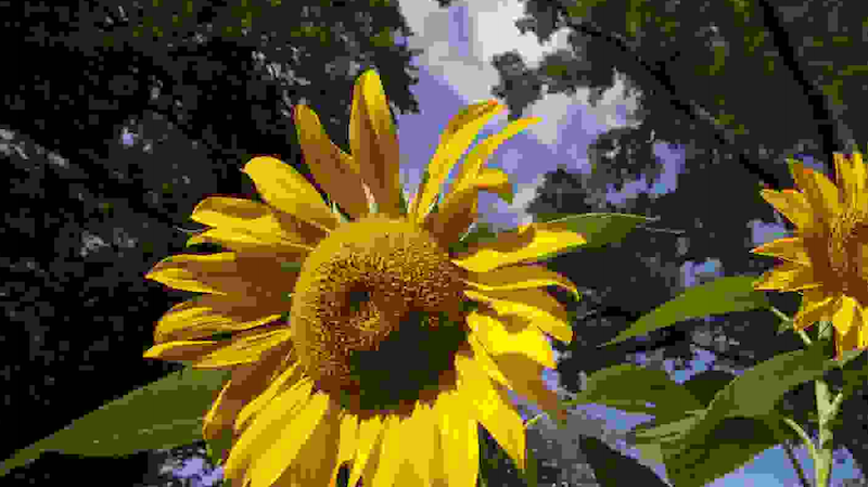 sunflower2