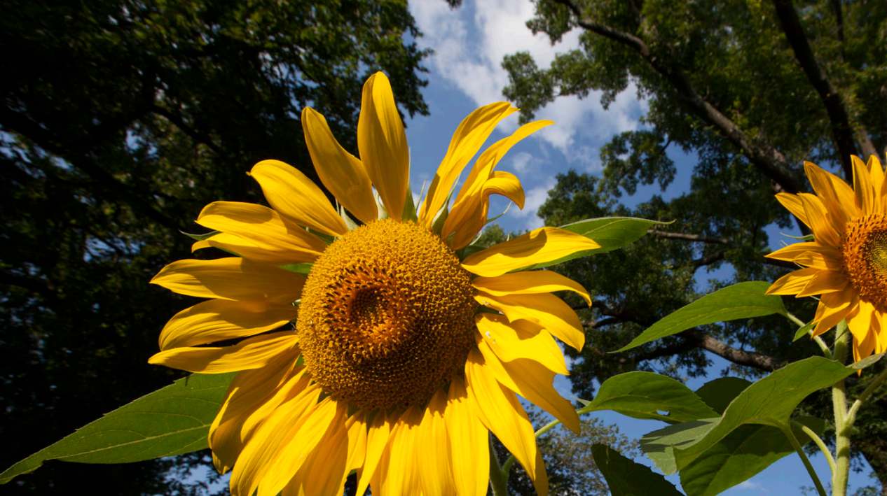 sunflower1